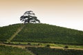 View on Cedar of Lebanon in Monfalletto in the Annunziata hamlet Royalty Free Stock Photo