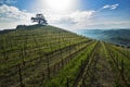 View on Cedar of Lebanon in Monfalletto in the Annunziata hamlet Royalty Free Stock Photo