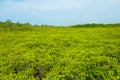 View of Ceriops Tagal field in mangrove forest located at Rayong, Thailand. Royalty Free Stock Photo