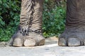 Chained foot of elephant in captivity, Thailand Royalty Free Stock Photo