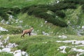 View of a chamois on a mountain ridge Royalty Free Stock Photo