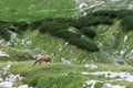 View of a chamois on a mountain ridge Royalty Free Stock Photo