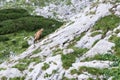 View of a chamois on a mountain ridge Royalty Free Stock Photo