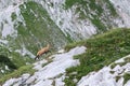 View of a chamois on a mountain ridge Royalty Free Stock Photo