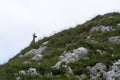 View of a chamois on a mountain ridge Royalty Free Stock Photo