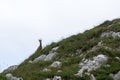 View of a chamois on a mountain ridge Royalty Free Stock Photo