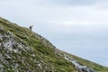 View of a chamois on a mountain ridge Royalty Free Stock Photo
