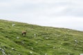 View of a chamois on a mountain ridge Royalty Free Stock Photo