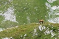 View of a chamois on a mountain ridge Royalty Free Stock Photo