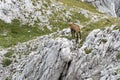 View of a chamois on a mountain ridge Royalty Free Stock Photo