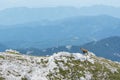 View of a chamois on a mountain ridge Royalty Free Stock Photo
