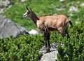 View of the chamois in the mountains