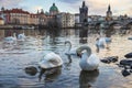 View of the Charles Bridge in the Czech Republic in Prague on the Vltava River, in the foreground swans wintering in this place Royalty Free Stock Photo