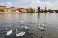 View of Charles bridge and historical center of Prague, buildings and landmarks of the old town. Swan in the foreground on the riv