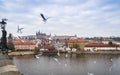 View from the Charles bridge on Prague castle Hradcany and on the sunny autumn day, seagulls flying around