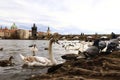 Charles bridge view, Prague birds, swans, Czech Republic