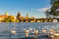 View on Charles bridge and Swans on Vltava river in Prague at sunset, Czech Republic Royalty Free Stock Photo