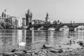 View on Charles bridge and Swans on Vltava river in Prague at sunset, Czech Republic Royalty Free Stock Photo