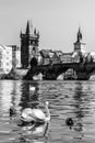 View on Charles bridge and Swans on Vltava river in Prague at sunset, Czech Republic