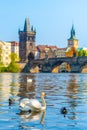 View on Charles bridge and Swans on Vltava river in Prague at sunset, Czech Republic Royalty Free Stock Photo