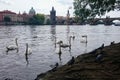 View on Charles bridge and swans on Vltava river in Prague at sunset, Czech Republic Royalty Free Stock Photo