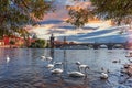 View on Charles bridge and Swans on Vltava river Royalty Free Stock Photo