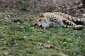 View of cheetah large cat of the subfamily felinae Royalty Free Stock Photo