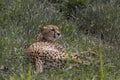The Northeast African cheetah lying in the grass and resting. Royalty Free Stock Photo