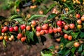 View of cherries ripening on cherry tree branch. Royalty Free Stock Photo