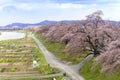 View of Cherry Blossom or Hitome Senbon Sakura festival at Shiro