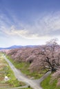 View of Cherry Blossom or Hitome Senbon Sakura festival at Shiro