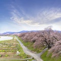 View of Cherry Blossom or Hitome Senbon Sakura festival at Shiroishi riverside and agricultural plants, Funaoka Castle Ruin