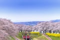 View of Cherry Blossom or Hitome Senbon Sakura festival at Shiroishi riverside, Funaoka Castle Ruin Park, Sendai, Miyagi, Japan