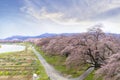 View of Cherry Blossom or Hitome Senbon Sakura festival at Shiroishi riverside and agricultural plants, Funaoka Castle Ruin