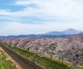 View of Cherry Blossom or Hitome Senbon Sakura festival at Shiroishi riverside and city, Funaoka Castle Ruin Park, Sendai, Miyagi