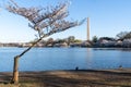 View of a cherry blossom tree slated for removal at the Tidal Basin, due to flooding and construction of a new seawall project Royalty Free Stock Photo