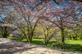 View of cherry blossoms in a oriental park