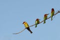 View of Chestnut-Headed Bee Eaters perching on tree branch Royalty Free Stock Photo