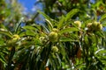 View of chestnut tree with detail of chestnut hedgehogs Royalty Free Stock Photo