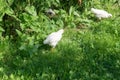 View of chickens running on the green grass