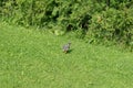 View of chickens running on the green grass