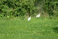 View of chickens running on the green grass