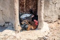 A view of chickens sheltering in the doorway of a hut in a Himba tribe village in Namibia Royalty Free Stock Photo