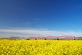 View of Chikugo River Bridge with canola field in Kurume, Fukuoka, Japan