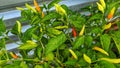 View of chili pepper plant at the garden Royalty Free Stock Photo