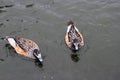 A view of a Chiloe Wigeon