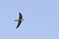 View of an Chimney Swift, Chaetura pelagica, in flight Royalty Free Stock Photo