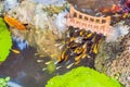 View of chinese garden pond with multicoloured carp koi fishes