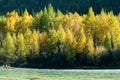 View of the Chuya River and autumn forest in Altai Republic, Russia.