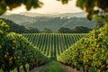 View of citrus orchards on the hillsides